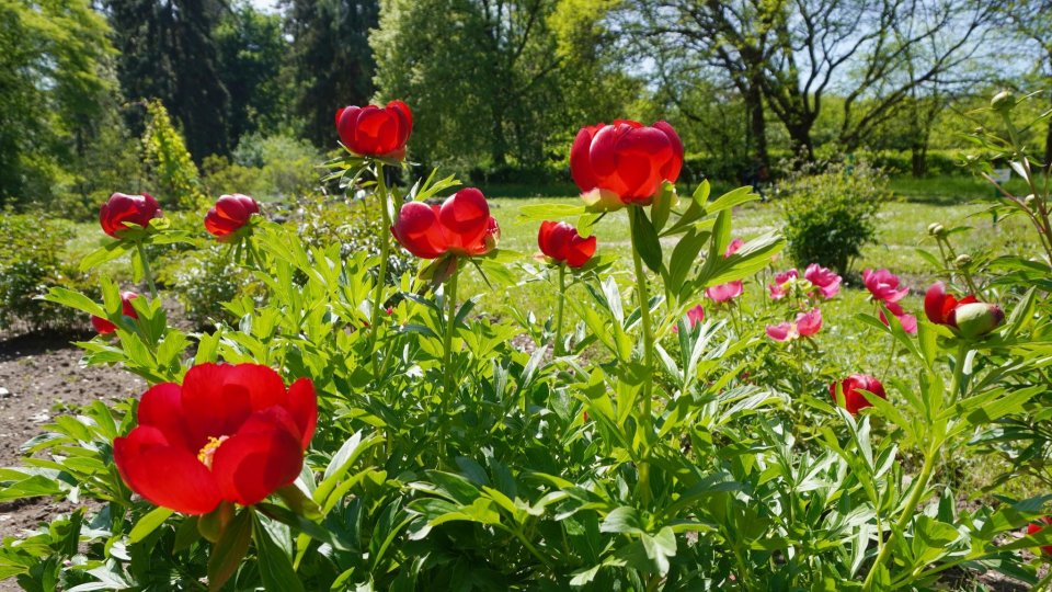 Joi, 2 mai, Grădina Botanică din Cluj-Napoca poate fi vizitată gratuit de către tineri