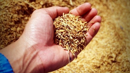 Producţia de grâu în judeţul Tulcea „este bună anul acesta”