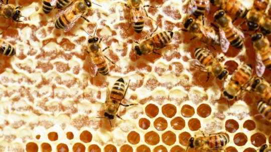 Insecticidele folosite în agricultură, „pericol pentru populaţiile de albine”