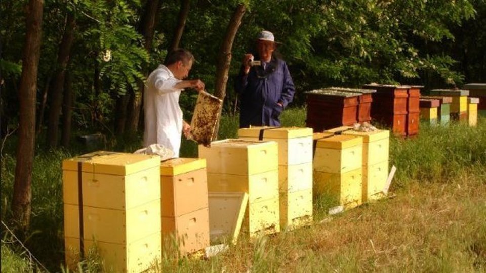 APIA primește cererile de plată pentru intervențiile aferente sectorului apicol pe anul 2024 până pe 31 iulie