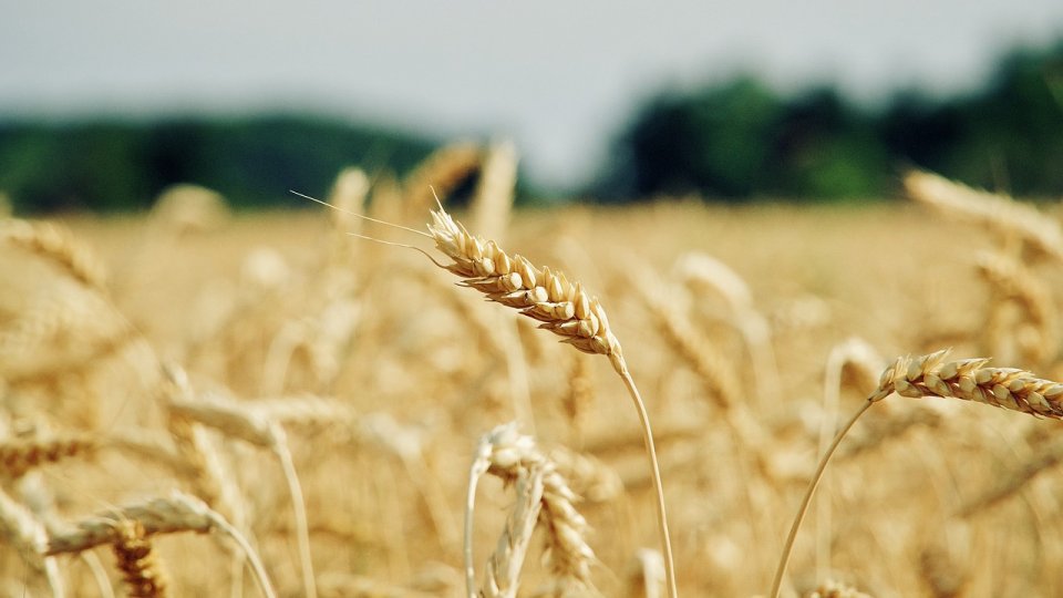 Canicula a grăbit recoltarea grâului în județul Arad