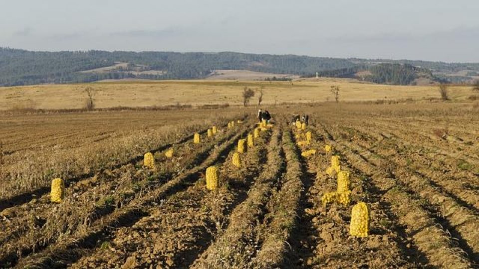 Suprafaţa cultivată cu cartofi aproape că s-a înjumătăţit în ultimii ani la nivel naţional