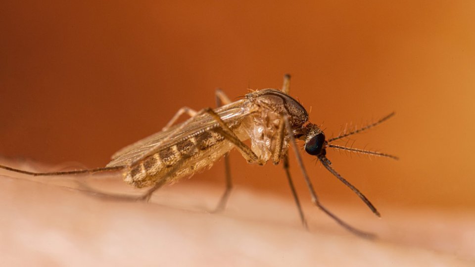 Șase persoane au murit în urma infecției cu virusul West Nile