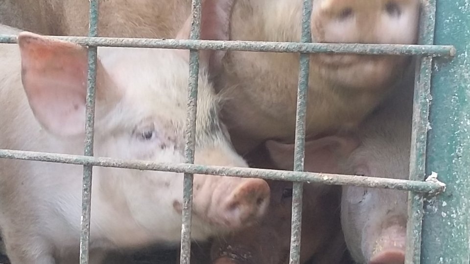 Toată carnea de porc importată din țările UE ar urma să fie verificată de ANSVSA