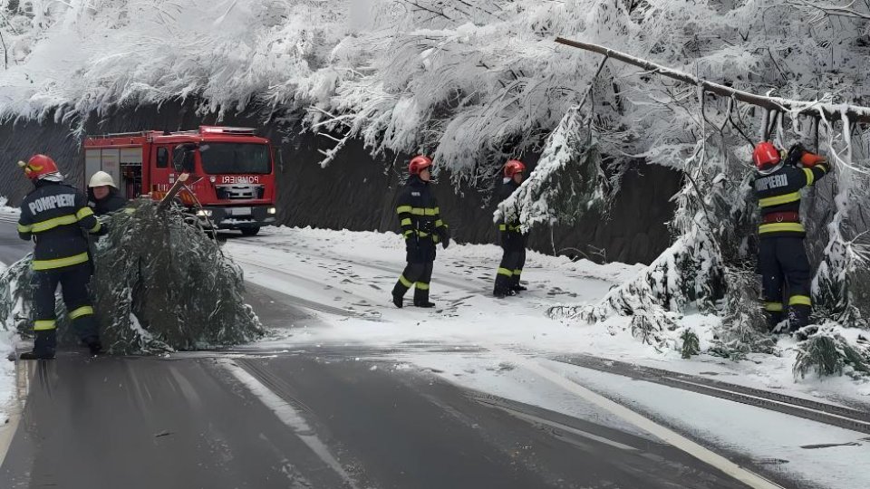 Copaci doborâți de vânt în Bihor