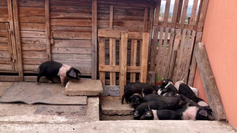 Autorităţile veterinare recomandă examinarea trichineloscopică a cărnii de porc înainte de consum