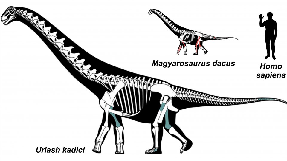 Universitatea din București anunță descoperirea a două noi specii de dinozaur în Hațeg